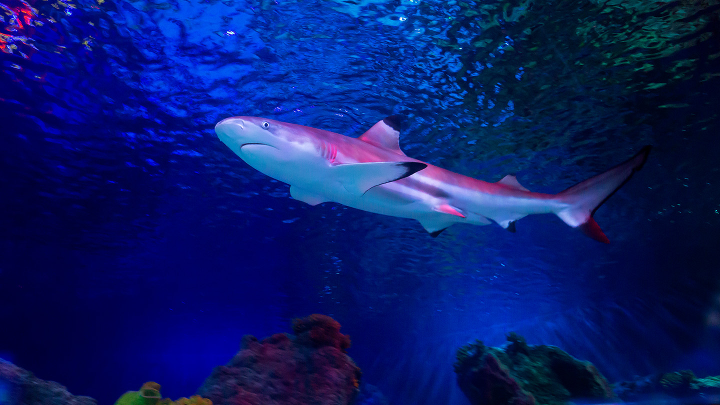 SEALIFE, Loch Lomond Aquarium